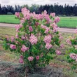 Kép 2/2 - Syringa x hyacinthiflora 'Maiden's Blush' – Jácintvirágú orgona