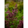 Kép 3/5 - Syringa meyeri 'Palibin' - Törpe orgona