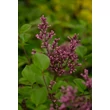 Kép 5/5 - Syringa meyeri 'Palibin' - Törpe orgona