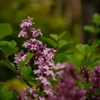 Kép 1/5 - Syringa meyeri 'Palibin' - Törpe orgona