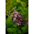 Kép 4/5 - Syringa meyeri 'Palibin' - Törpe orgona