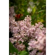 Kép 2/5 - Syringa meyeri 'Palibin' - Törpe orgona