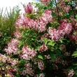 Kép 2/2 - Syringa microphylla 'Superba' – Kislevelű orgona