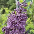 Kép 1/2 - Syringa patula 'Miss Kim' – Törpe orgona
