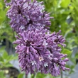 Kép 2/2 - Syringa patula 'Miss Kim' – Törpe orgona, bársonyos orgona