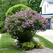 Kép 2/2 - Syringa x prestoniae 'Donald Wyman' – Szöszös orgona