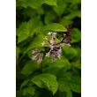 Kép 2/2 - Syringa x prestoniae 'Jaga' – Szöszös orgona