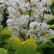 Kép 1/2 - Syringa villosa 'Aurea' – Sárgalombú bozontos orgona