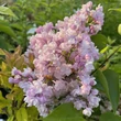 Kép 1/2 - Syringa vulgaris 'Pomorzanka' – Közönséges orgona