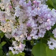 Kép 2/2 - Syringa vulgaris 'Pomorzanka' – Közönséges orgona