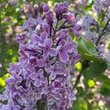 Kép 2/3 - Syringa vulgaris 'Sensation' - Tarka szirmú orgona