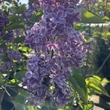 Kép 3/3 - Syringa vulgaris 'Sensation' - Tarka szirmú orgona
