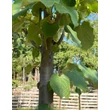Kép 1/3 - Tilia argentea (syn.: tomentosa) 'Zentai Ezüst' - Ezüst hárs (extra méretű koros)