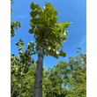 Kép 2/3 - Tilia argentea (syn.: tomentosa) 'Zentai Ezüst' - Ezüst hárs (extra méretű koros)