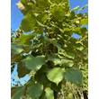 Kép 3/3 - Tilia argentea (syn.: tomentosa) 'Zentai Ezüst' - Ezüst hárs (extra méretű koros)