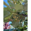 Kép 1/3 - Tilia argentea (syn.: tomentosa) 'Zóra' - Ezüst hárs (gömb) (extra méretű koros)