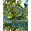 Kép 2/3 - Tilia argentea (syn.: tomentosa) 'Zóra' - Ezüst hárs (gömb) (extra méretű koros)
