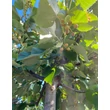 Kép 3/3 - Tilia argentea (syn.: tomentosa) 'Zóra' - Ezüst hárs (gömb) (extra méretű koros)