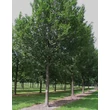 Kép 2/2 - Ulmus 'Lobel' - 'Lobel' szil koronahabitusa