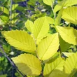 Kép 2/2 - Ulmus pumila 'Aurea' – Aranysárga turkesztáni szil