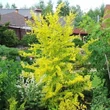Kép 1/2 - Ulmus pumila 'Aurea' – Aranysárga turkesztáni szil