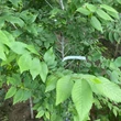 Kép 2/4 - Ulmus pumila 'Puszta' – Puszta-Turkesztáni szil