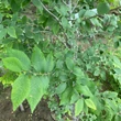 Kép 3/4 - Ulmus pumila 'Puszta' – Puszta-Turkesztáni szil