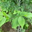 Kép 4/4 - Ulmus pumila 'Puszta' – Puszta-Turkesztáni szil