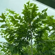 Kép 1/4 - Ulmus pumila 'Puszta' – Puszta-Turkesztáni szil