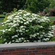 Kép 2/4 - Viburnum trilobum 'Bailey Compact' - Törpe amerikai bangita