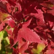 Kép 4/4 - Viburnum trilobum 'Bailey Compact' - Törpe amerikai bangita
