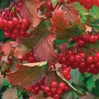 Kép 3/4 - Viburnum trilobum 'Bailey Compact' - Törpe amerikai bangita