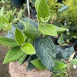 Kép 1/3 - Viburnum bitchiuense – Koreai bangita