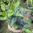 Kép 2/3 - Viburnum bitchiuense – Koreai bangita