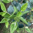 Kép 3/3 - Viburnum bitchiuense – Koreai bangita