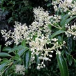 Kép 1/2 - Viburnum henryi – Bangita