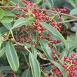 Kép 2/2 - Viburnum henryi – Bangita