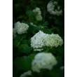 Kép 4/8 - Viburnum opulus 'Roseum' - Labdarózsa