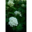 Kép 6/8 - Viburnum opulus 'Roseum' - Labdarózsa