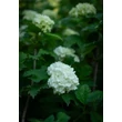 Kép 8/8 - Viburnum opulus 'Roseum' - Labdarózsa