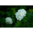 Kép 2/8 - Viburnum opulus 'Roseum' - Labdarózsa