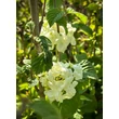 Kép 2/3 - Viburnum plicatum 'Popcorn' – Redős levelű bangita képek rendelés vásárlás a Megyeri Szabolcs Kertészeti webáruházban.