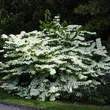 Kép 1/3 - Viburnum plicatum 'Shasta' - Redőslevelű bangita