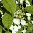 Kép 2/3 - Viburnum plicatum 'Shasta' - Redőslevelű bangita levelei