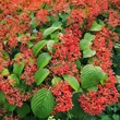 Kép 3/3 - Viburnum plicatum 'Shasta' - Redőslevelű bangita termésekkel