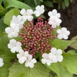 Kép 2/3 - Viburnum sargentii 'Onondaga' – Ázsiai bangita