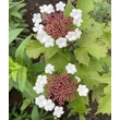 Kép 3/3 - Viburnum sargentii 'Onondaga' – Ázsiai bangita