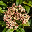 Kép 2/3 - Viburnum tinus – Téli bangita