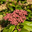 Kép 3/3 - Viburnum tinus – Téli bangita