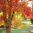 Kép 1/3 - Acer buergerianum – Háromerű juhar